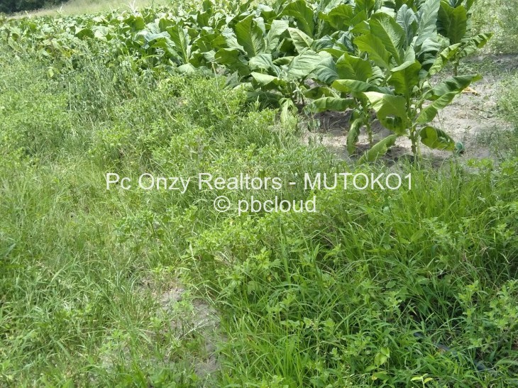 Farm to Rent in Mutoko, Mutoko