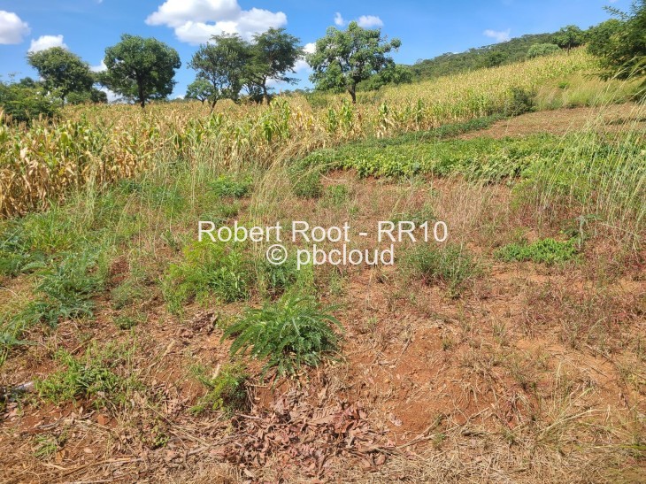 Land for Sale in Concession, Concession