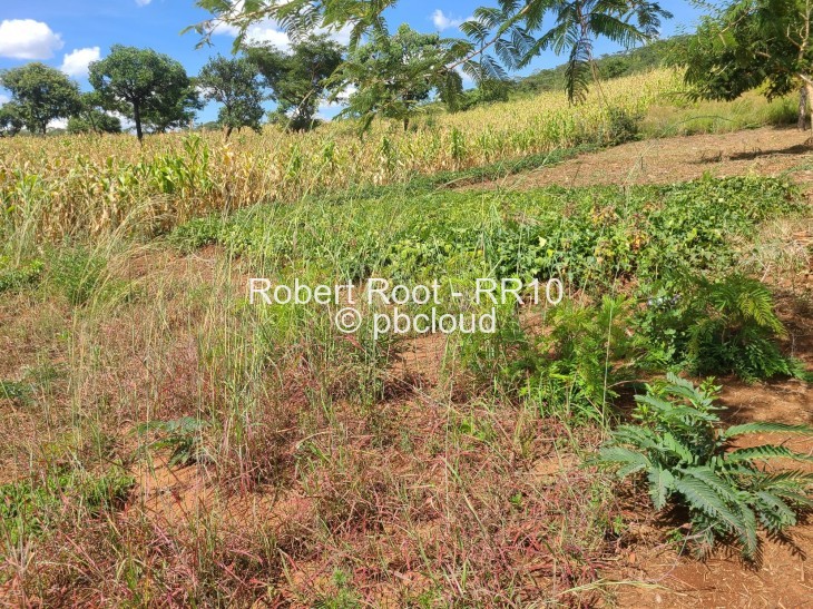 Land for Sale in Concession